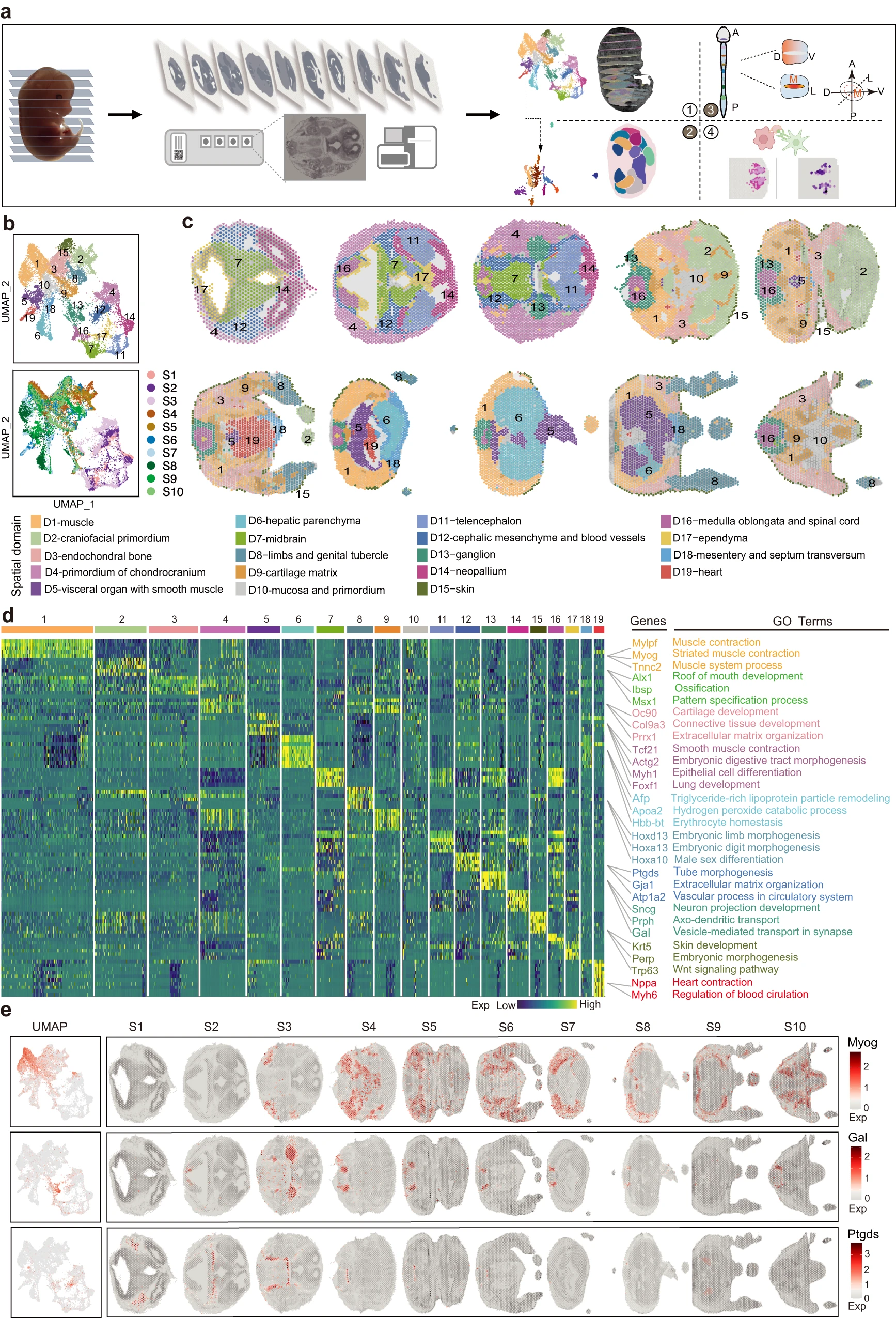 Three-dimensional molecular architecture of mouse organogenesis