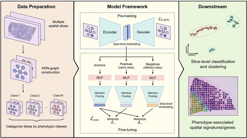 Learning Phenotype Associated Signature in Spatial Transcriptomics with PASSAGE