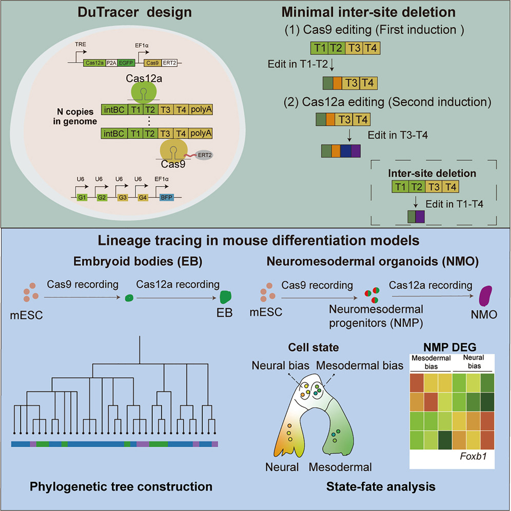 Single-Cell Multi-Omics and Lineage Tracing