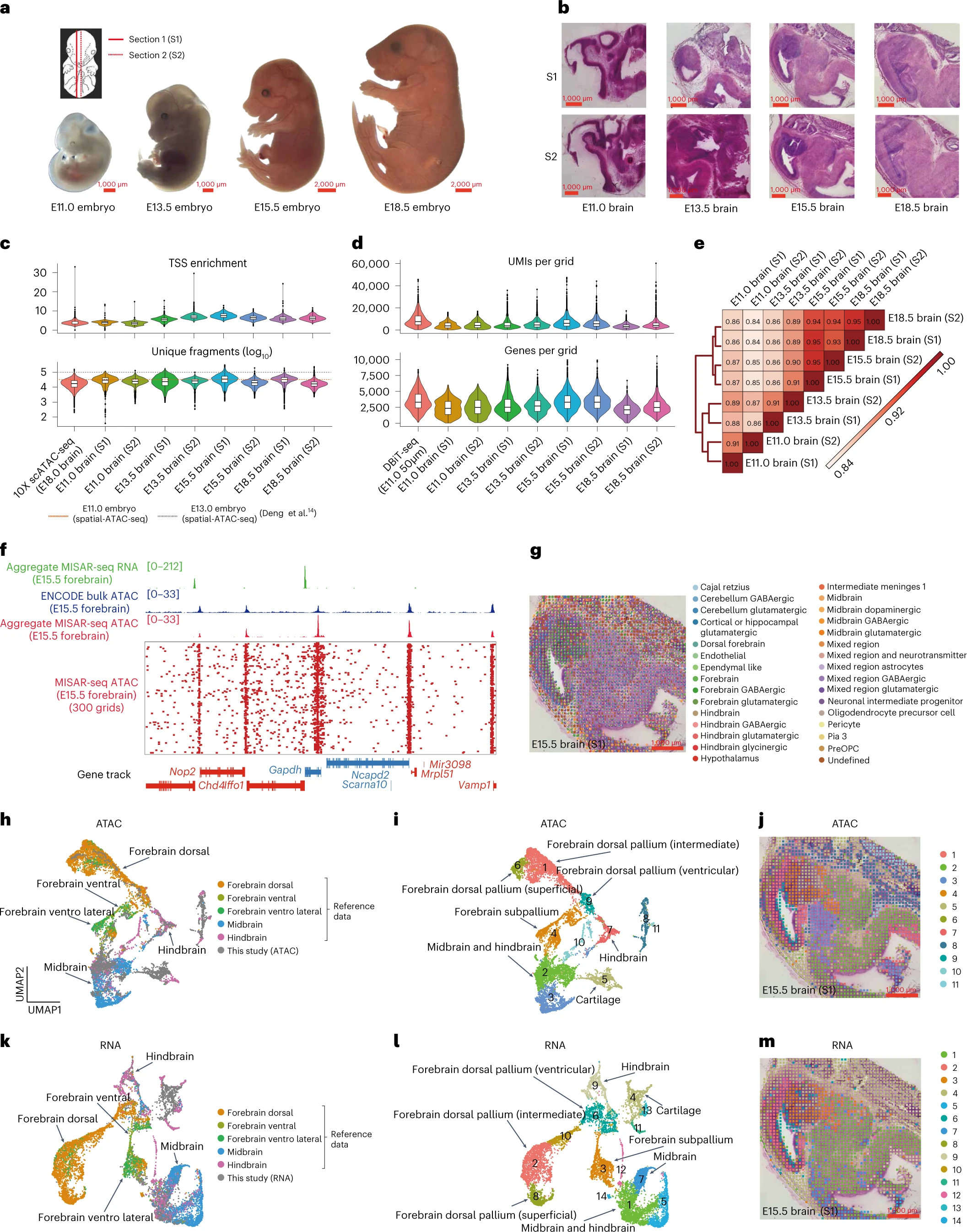 Spatial Multi-omics for Tissue Context and Cellular Regulationes