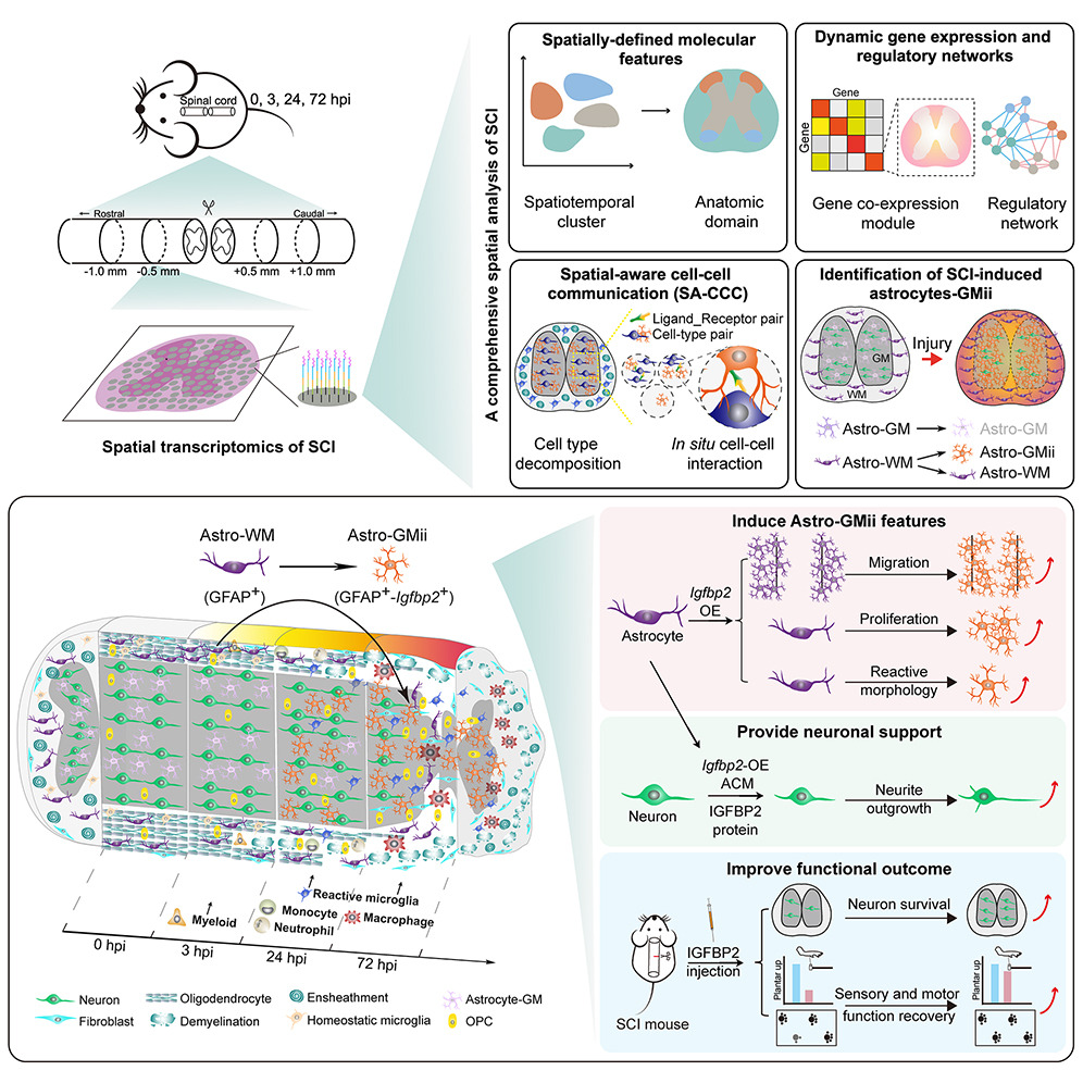 Neural Organoid Systems for Disease Modeling and Drug Screening