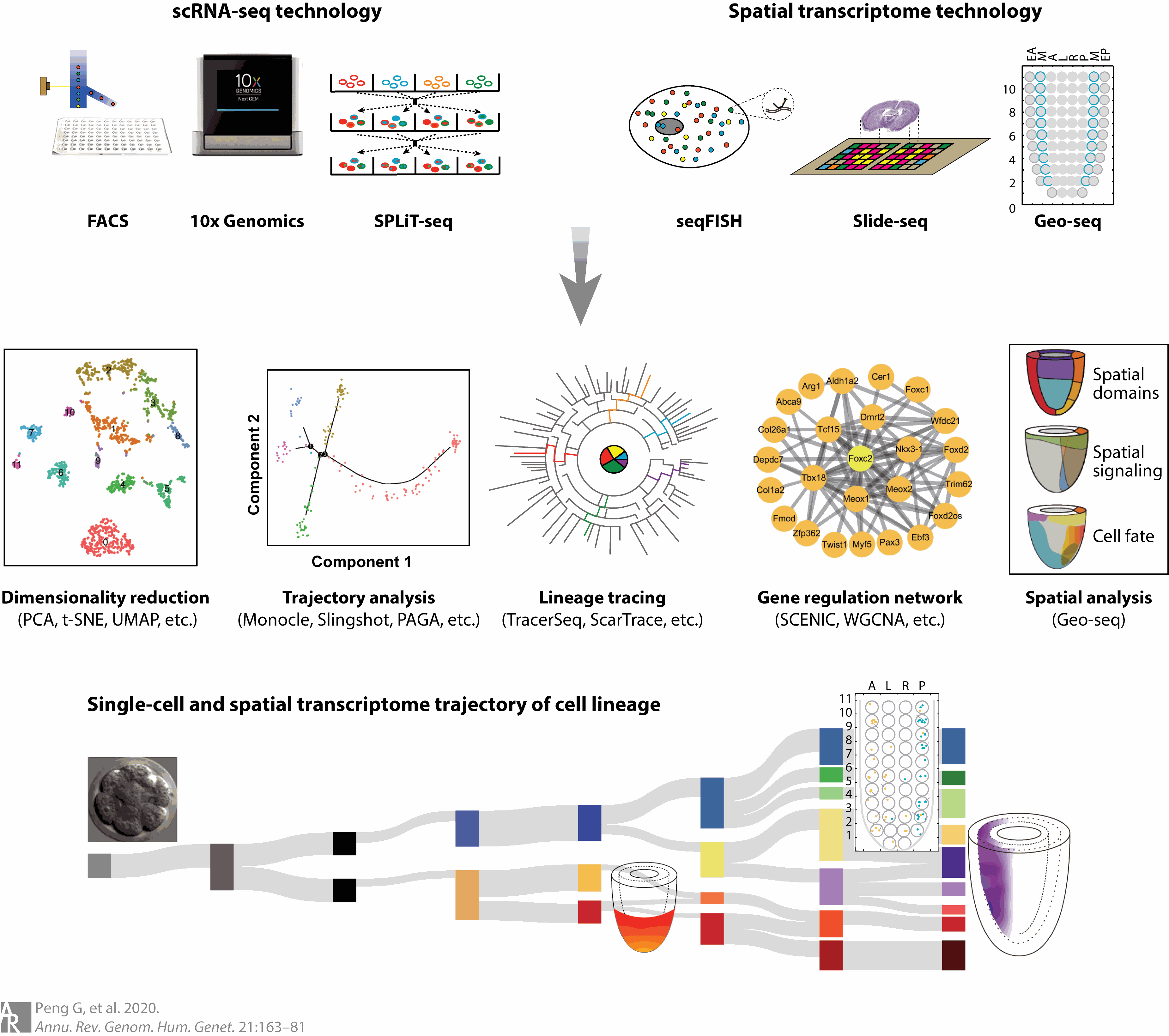 Pluripotent Stem Cell-Based Organ Reconstruction and Repair